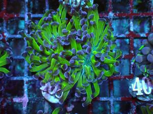 Bicolor Branching Hammer - Euphyllia Paraancora