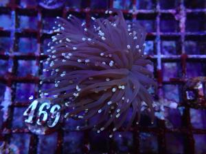 Black Torch - Euphyllia Glabrescens