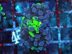 Blotchy Bicolor - Euphyllia Paraancora