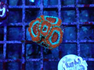 "Acan" Lordhowensis - Micromossua Lordhowensis