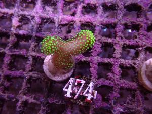 Stylophora sp. - Green