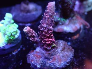 Acropora Millepora Pink - AZ Frag