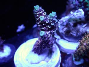 Acropora sp. - AZ Frag