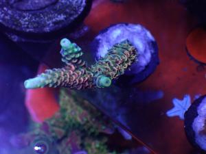 Acropora sp. - AZ Frag