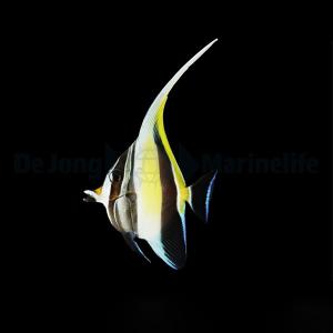 Zanclus Cornutus