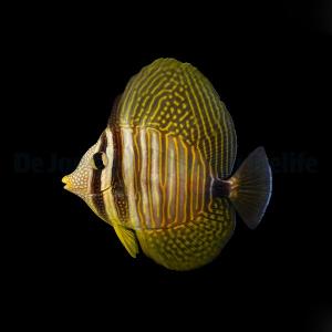 Zebrasoma Desjardinii