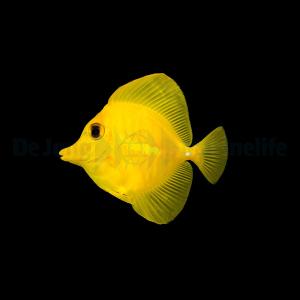 zebrasoma flavescens - Tank Bred