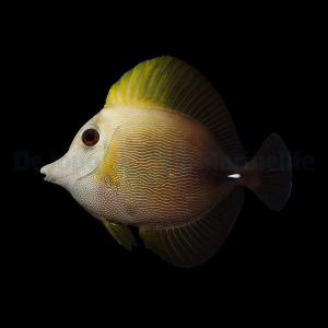 Zebrasoma Scopas