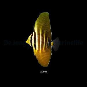 Zebrasoma Veliferum
