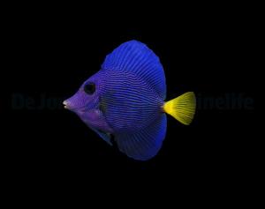 Zebrasoma Xanthurum