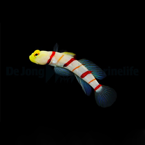Goby