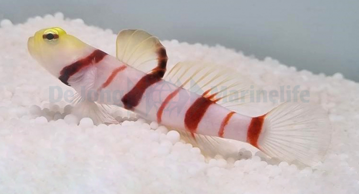 Goby