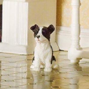 Hund Benji bordercollie valp