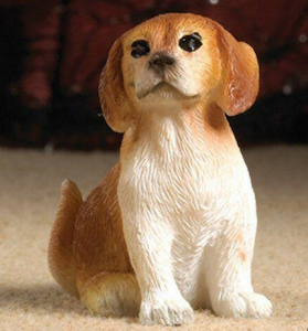 Hund hundvalp Scoobie