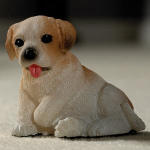 Hundvalpen Poppy valp