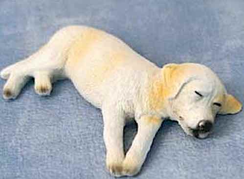 Hund Ben sovande labrador
