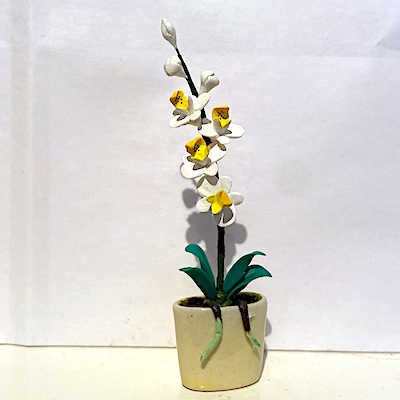 Orkidé blomma krukväxt
