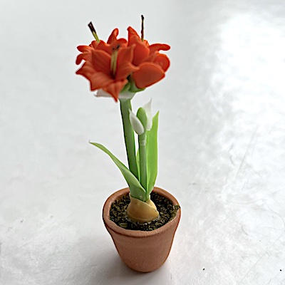 Amaryllis i kruka