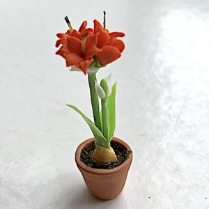 Amaryllis i kruka
