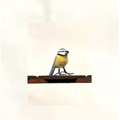 Blåmes solo 1,5 cm