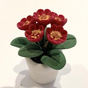 Blomma krukväxt vinröd