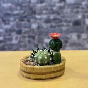 Krukväxt kaktus blomma