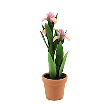 Blomma lilja rosa