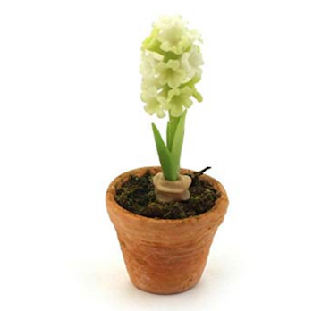 Blomma hyacint vit