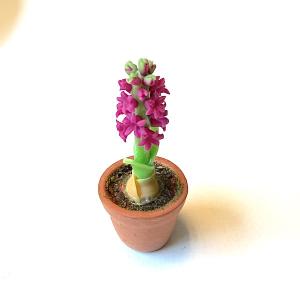 Blomma hyacint mörkrosa