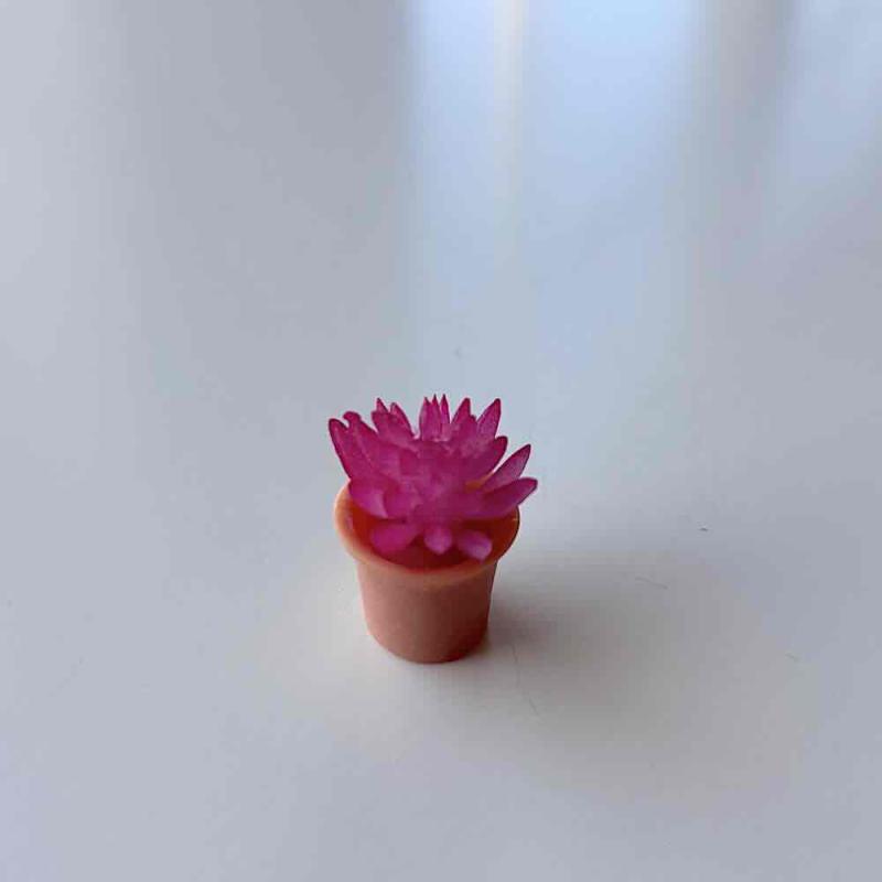 Kaktus hot pink krukväxt