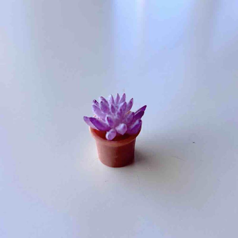 Kaktus purple krukväxt