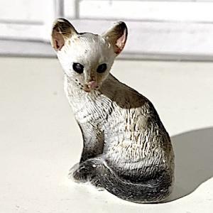 Katt siames grå vit