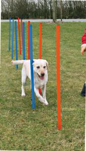 Agility Slalompinnar 12 st, 115 cm