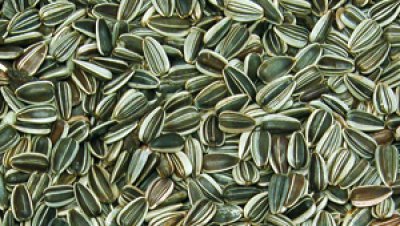 Solrosfrön 1 kg