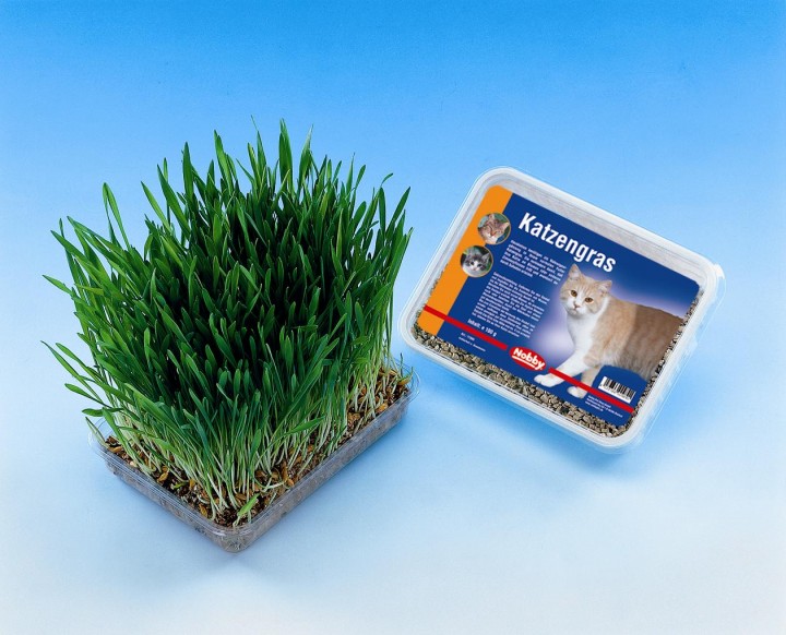Kattgräs i sålåda 100 g, Nobby
