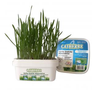 Kattgräs i sålåda 220 g, Muzo