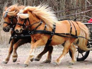 Drive Out Syntet parsele