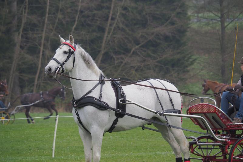 Empathybrösta Zilco