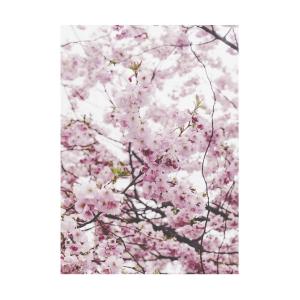 foto av körsbärsblomming