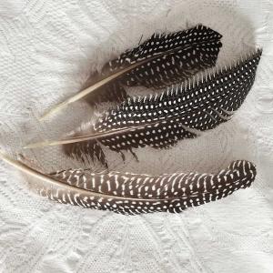 påskfjädrar från pärlhöns