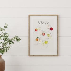 Poster "Svenska äpplen" - Illustration av några av våra smakrika äppelsorter