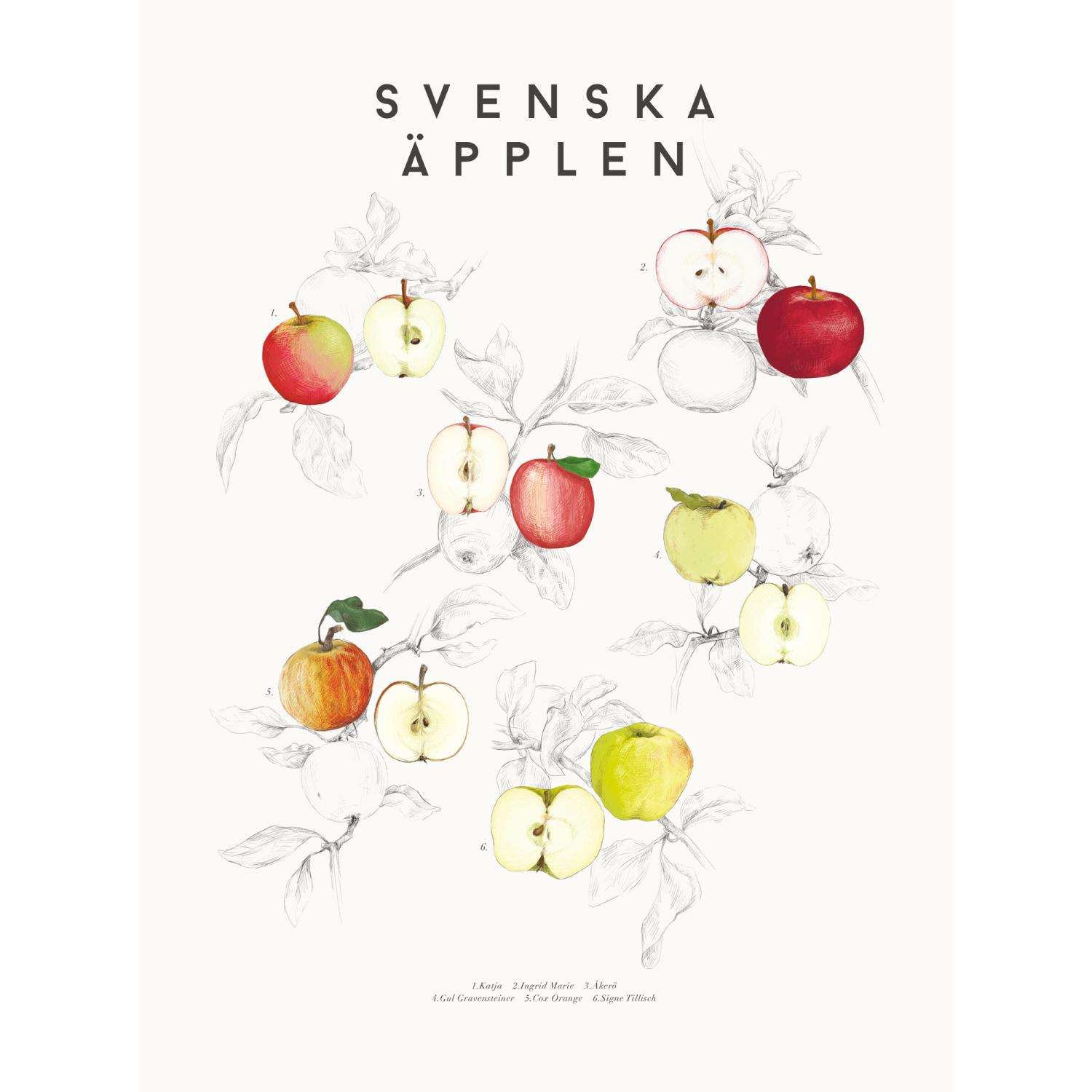 Illustration inspirerad av höstiga svenska äpplen