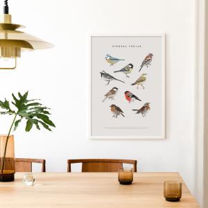 Poster "Svenska fåglar" - Illustration av småfåglar i skolplanschstil