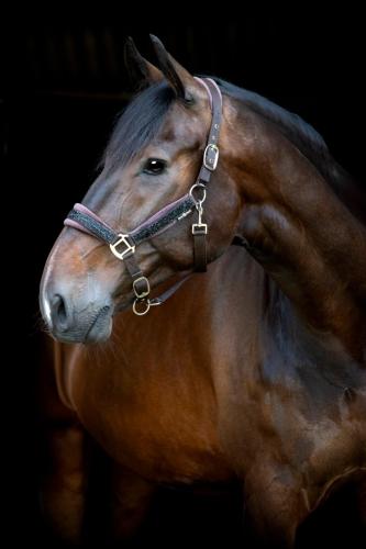Horse Guard Angel-Grimma