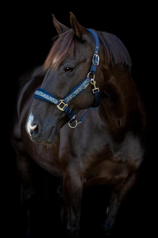 Horse Guard Angel-Grimma