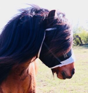 Shires Flughuva utan öron