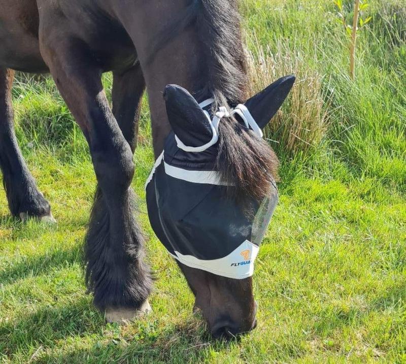 Shires flughuva med öron o hål för pannluggen