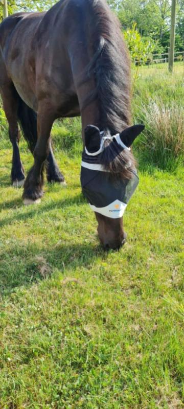 Shires flughuva med öron o hål för pannluggen