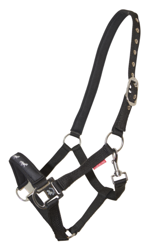 Fodrad grimma Karlslund med islandshästens gångarter