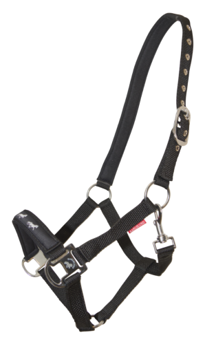 Fodrad grimma Karlslund med islandshästens gångarter